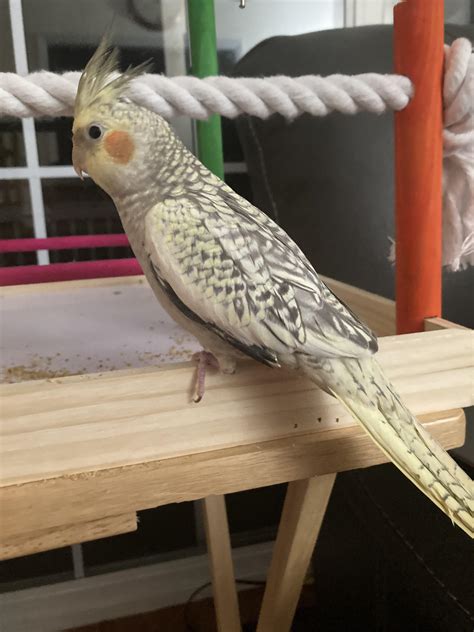 difference between male and female cockatiel|pearl cockatiel male or female.